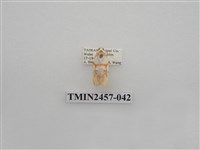 藏品(二斑叉紋苔蛾)的圖片